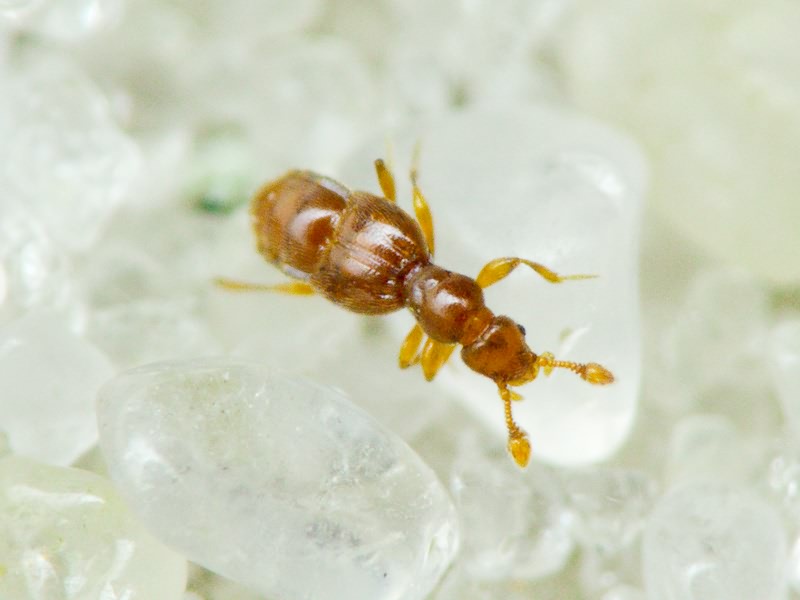 Trimium brevicorne (Reichenbach, 1816)